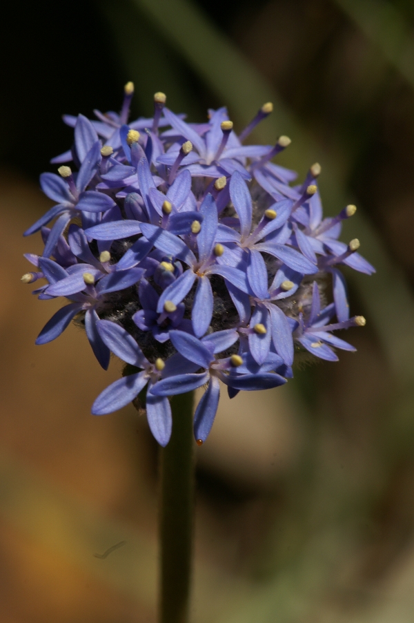 Brunonia australis
